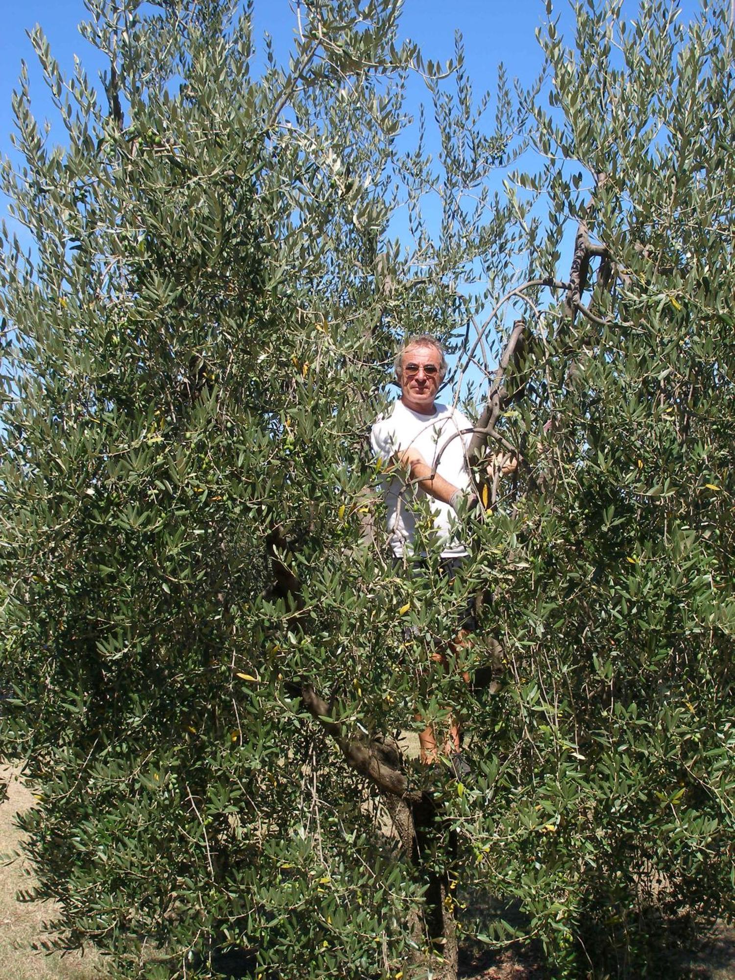 Podere Bellavista San Gimignano Ngoại thất bức ảnh
