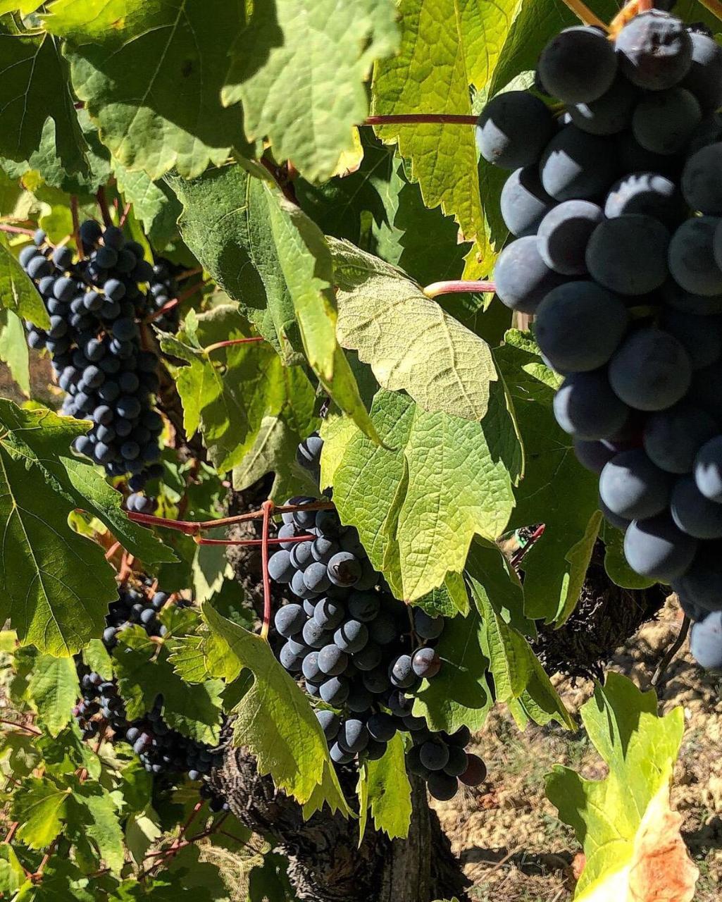 Podere Bellavista San Gimignano Ngoại thất bức ảnh