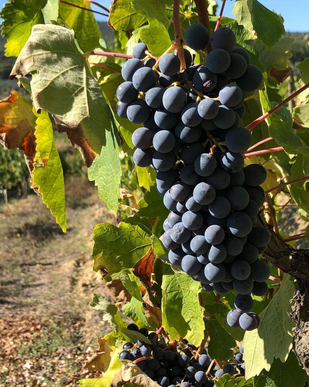 Podere Bellavista San Gimignano Ngoại thất bức ảnh